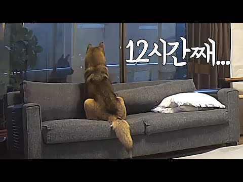 집에 혼자 남겨진 강아지 cctv로 보고 펑펑 울었어요
