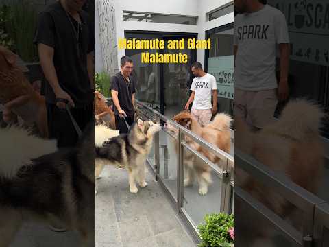 Malamute sama Giant malamute 🤍