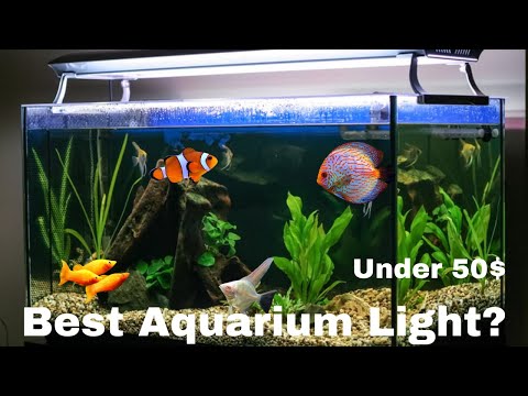 BEST Aquarium Light (Hygger Full Spectrum) Link to the light featured in this video_ https_//www.amazon.com/Hygger-Spectrum-Extendable-Controll