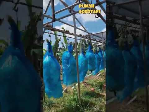 Begini Perkebunan Pisang Modern