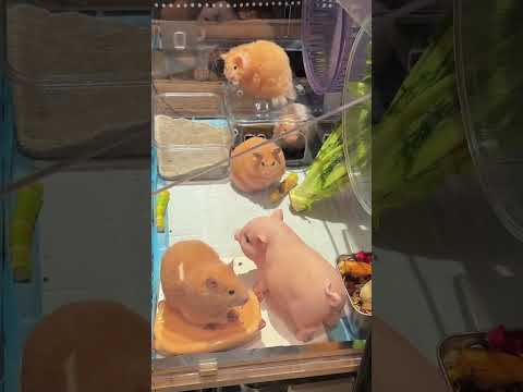 Raised in accordance with the standards of Panzhihua Zoo#Creator Center#Creative inspirati