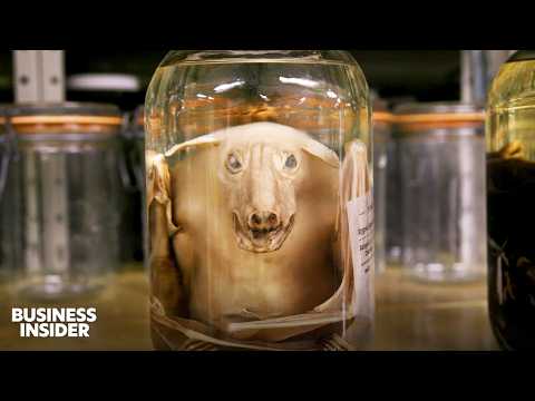 YouTube video thumbnail: How American Labs Do $50 Billion Of Research Every Year