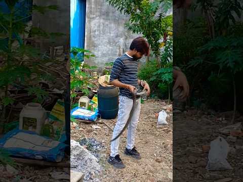 IndianRatSnake Rescue | DhamanSnake | GhodaPachhad Snap #snake #snakerescue