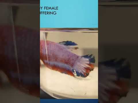 Sick Betta Fighter fish. See link complete video.  