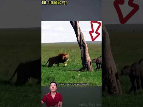 chú bê đang đứng dưới gốc cây bị sư tử phát hiện.