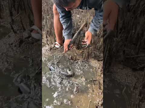 Con cua trốn dưới bùn