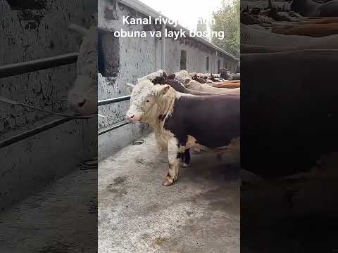 mol bozori narxlari 2025 qoʻy bozori narxlari 2025 actagon 77 asaka oʻzbekiston muxiddin uz