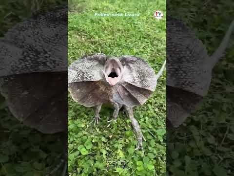 Wait For End For Real Truth || facts Villain #trending #facts #viral #sorts