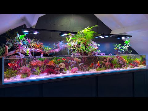 300 Days In_ You Won’t Believe What My Saltwater It’s been 300 days since I set up my saltwater paludarium, and so much has changed—macroalgae an