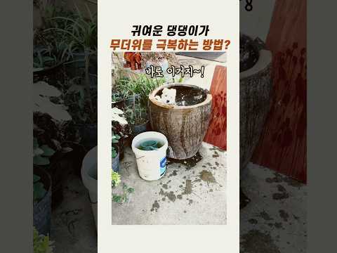 귀여운 댕댕이가 여름을 극복하는 방법 #귀여운강아지 #댕댕이 #강아지목욕