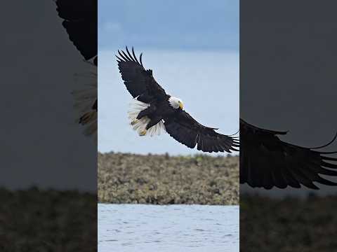 Beautiful eagle glides in to the shallows and pulls out a flounder. #eagle #bird #slowmotion