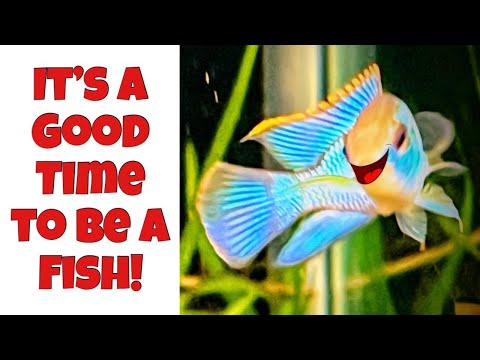3 Reasons Why Fish THRIVE *from Filters to Food*