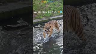 Majestic tiger cooling off at Prague Zoo 🐅💦 #shorts