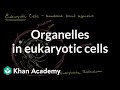 Exploring Eukaryotic Cell Organelles