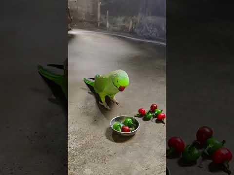 Angry 😡 parrot 🦜 reaction 👿 #angryparrot #funny #petbird #nonstoptalkingparrot #viralshort #shorts