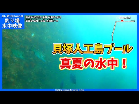 【真夏の水中!】大阪の釣り場 貝塚人工島プール 2025年7月 夏の水中映像 No.424