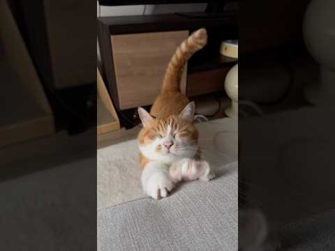 可愛い顔で主に拷問、ニャラーム地獄を始める猫。