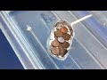 Penny Boat Challenge Concepts