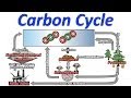 Exploring the Carbon Cycle Through Music