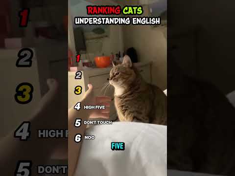 Ranking Cat Understanding English