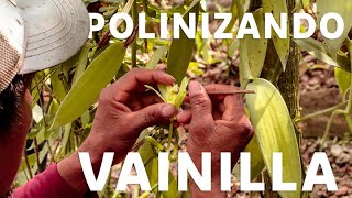 Así se Cultiva la Vainilla Original (No la Que Te Venden en el SuperMercado)
