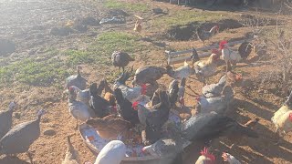 10 janvier طريقة تحضير 😍كسكس الحمراء 