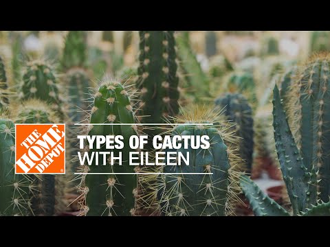 Types of Cactus Plants