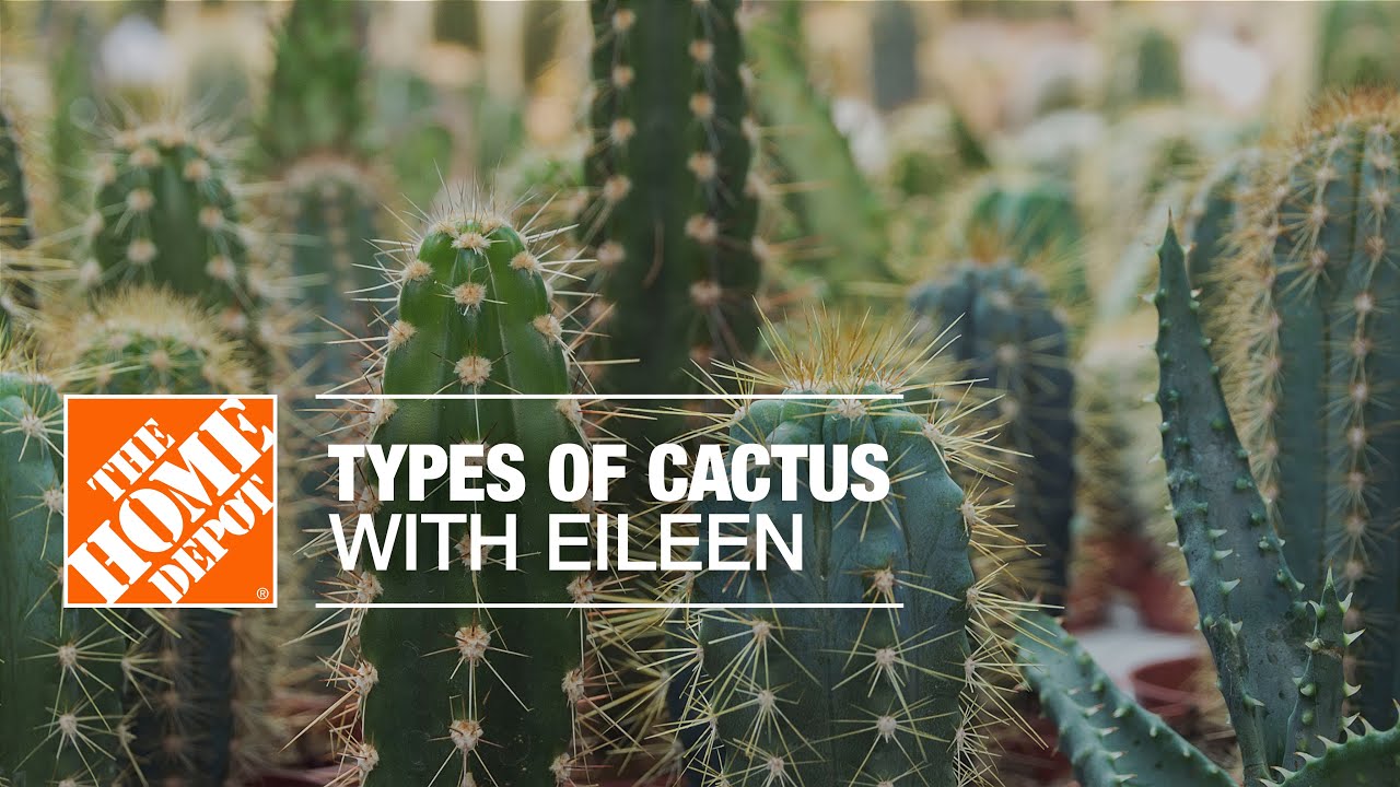 Types of Cactus Plants