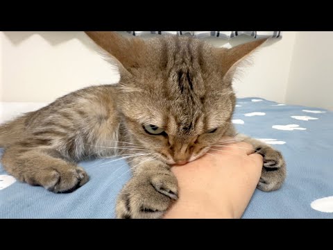 「置いていったでしょ!」妹がたった1日離れただけでこうなったw