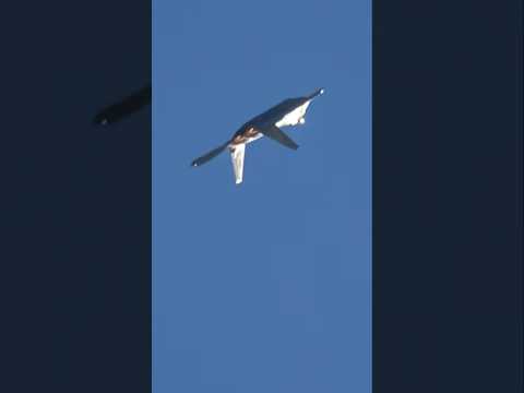 これがF-22の推力偏向の威力か!最後のとこ見て!ぐっと一瞬で機首を引き上げる凄い機動!パイロットにどれぐらいのGがかかっている!?