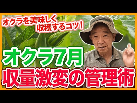 家庭菜園や農園のオクラ栽培で収量激変の7月お世話！こまめな収穫で美味しいオクラの育て方！【農家直伝】