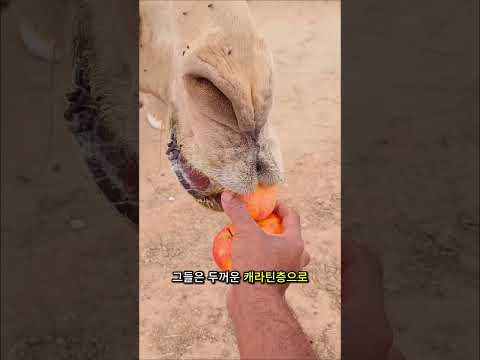 낙타에 대한 흥미로운 사실