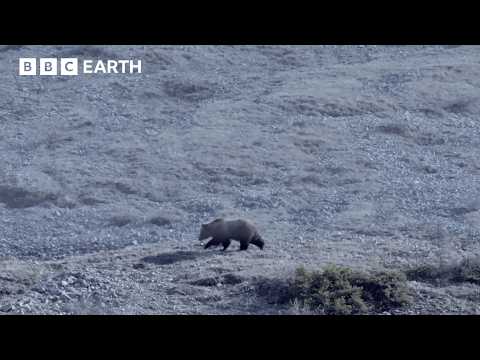Will This Caribou Herd Survive? | Nature's Great Migrations | BBC Earth
