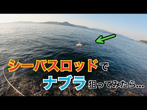 青物を狙ってシーバスロッドでナブラを狙い撃ち【ライトショアジギング】