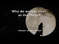 Understanding Wolves and Their Howls