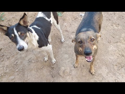 my cute 😍 street horse 🐎 eating 😋 food 🤩 💙 at same time moon and other dog 🐕 also came