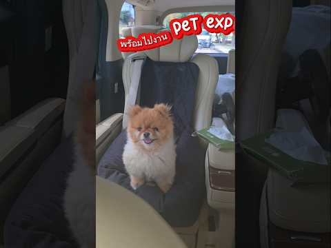 Pet Expo 2025 #pomeranian #dogshorts #petexpo