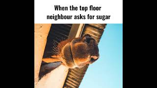 #funny #funnymemes