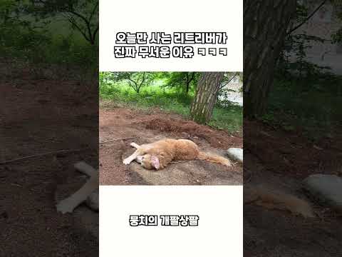 오늘만 사는 리트리버가 진짜 무서운 이유 ㅋㅋㅋ