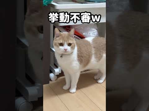 配達の人が家に来ると挙動不審になる猫w #shorts #猫 #cat #ねこのいる生活
