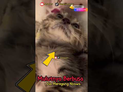 Detik-detik terakhir😭 #lucukucing #catlover #cat #kucing