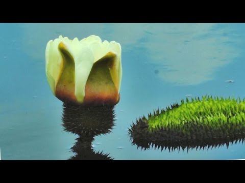 白河蓮花季-蓮花饗宴 Lotus flower - YouTube