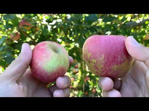 Splendour Apple Tasting