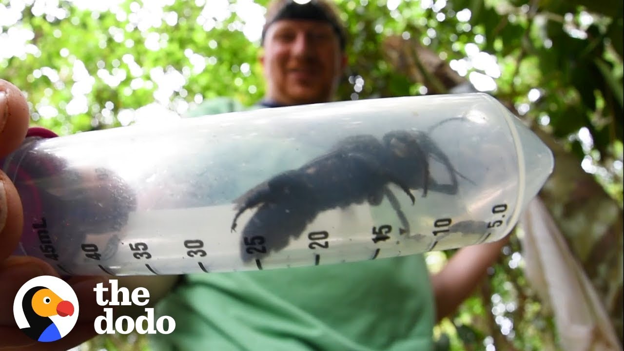 World’s Largest Bee Is Seen for the First Time in 40 Years