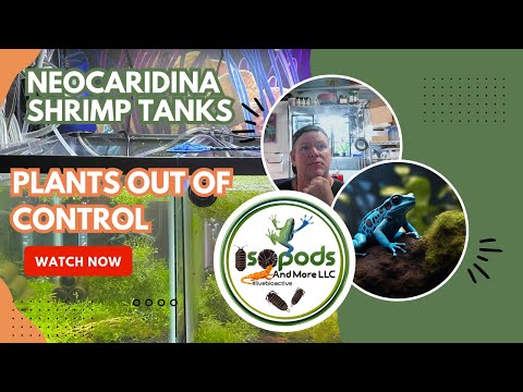 The Great Plant Invasion_ Neocaridina Shrimp Tanks Welcome to 