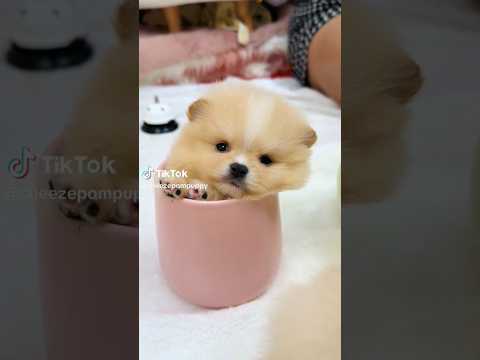 He is too little😳 #cutebaby #pomeranian #pets #doglovers #cutedog #dog #shorts