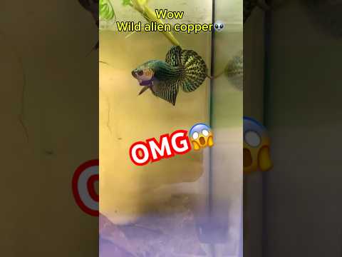 Catching wild alien betta fish👽#wildbetta #betta #bettafishtank