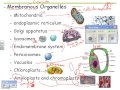 Cell Organelles and Their Functions
