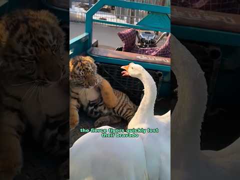The story of the tiger and the bear #shortvideo #animals #bear #tiger #shorts
