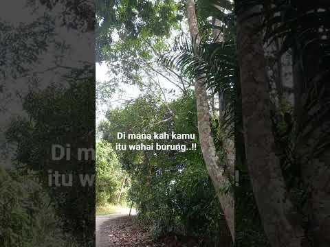 Daily life#burung tidak kelihatan#kedengaran bunyinya saja#birdlover#shortvideo
